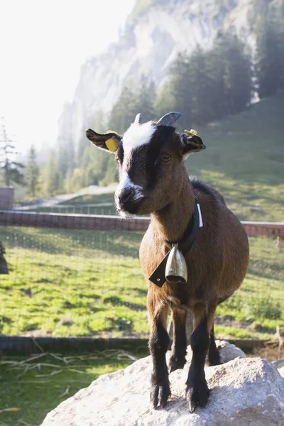 Goat Kid standing — Stock Photo, Image
