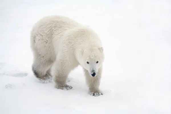 Yalnız kutup ayısı — Stok fotoğraf