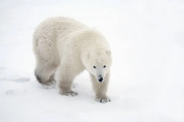 Oso polar solitario —  Fotos de Stock