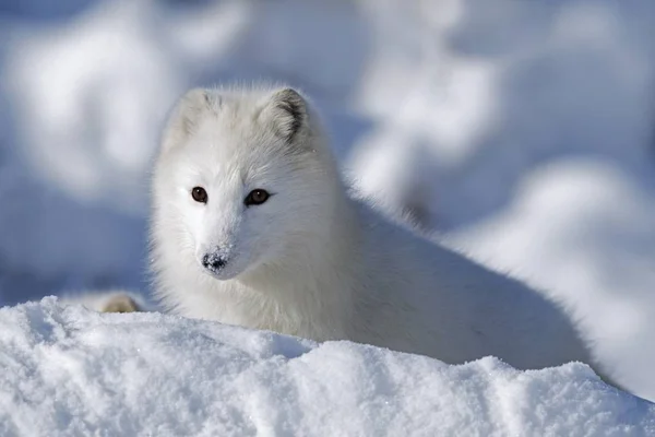 Zorro ártico explorando nieve fresca — Foto de Stock