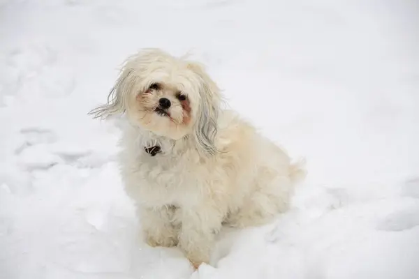 Λευκό σκυλί κάθεται στο χιόνι — Φωτογραφία Αρχείου
