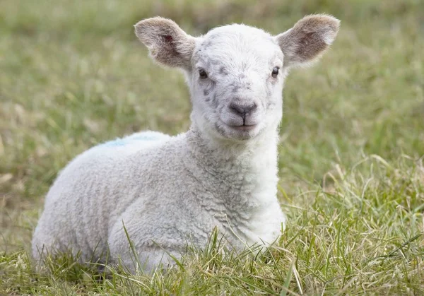小羊在草地上铺设 — 图库照片