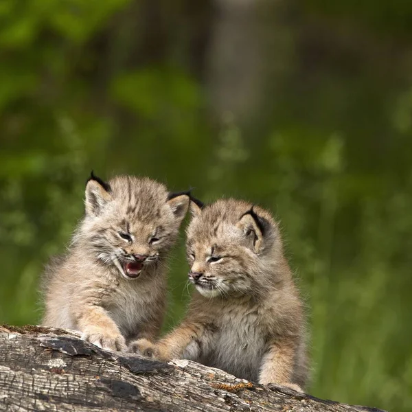 Dos Canadá Lynx — Foto de Stock