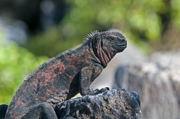 Iguana marina en roca —  Fotos de Stock