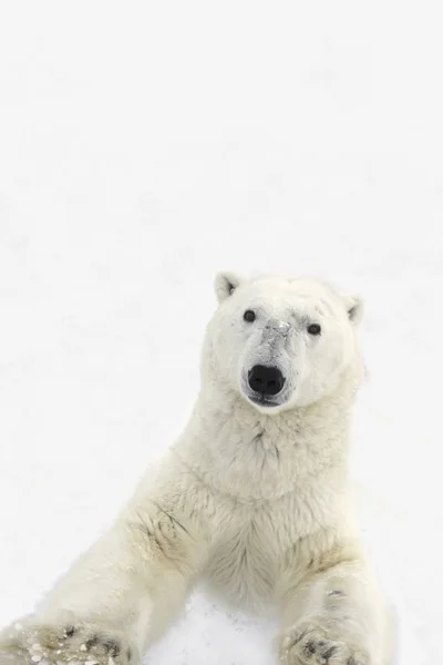 Eisbär steht — Stockfoto