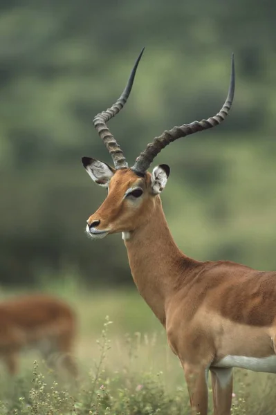 Impala açık havada Buck — Stok fotoğraf
