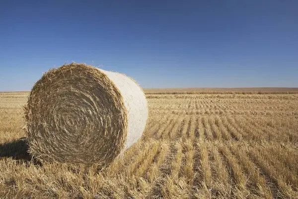 Bale de heno en el campo de corte — Foto de Stock