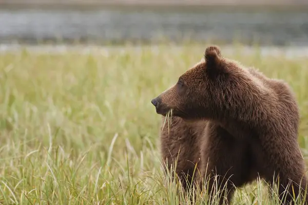 棕色灰熊吃莎草 — 图库照片