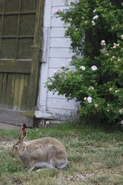 Conejo sentado en la hierba — Foto de Stock