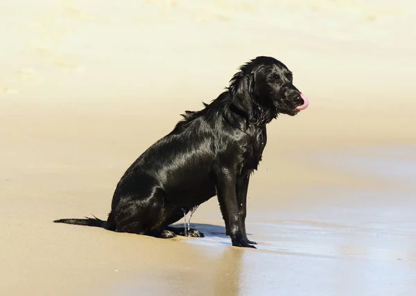 Pes sedí na pláži — Stock fotografie