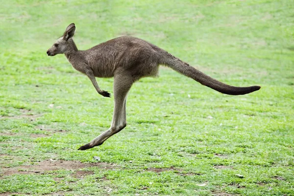 Känguru hoppa på fältet — Stockfoto