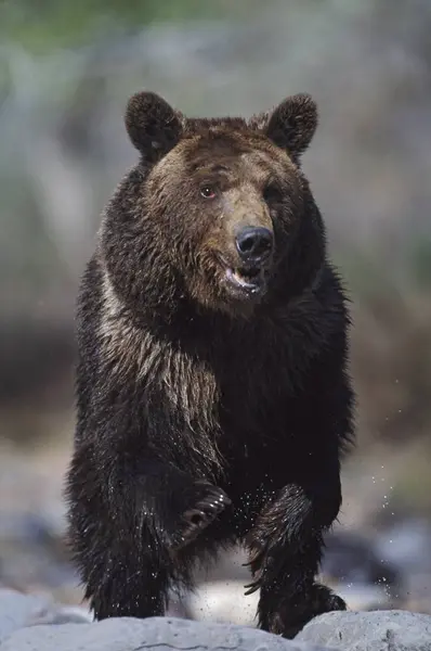 Ursul Grizzly în picioare pe piatră — Fotografie, imagine de stoc