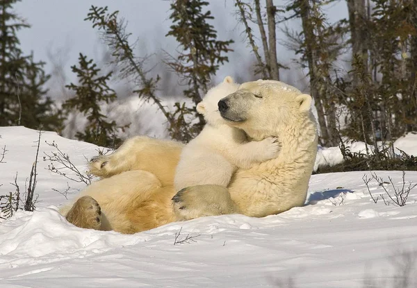 Πολική αρκούδα με cub — Φωτογραφία Αρχείου