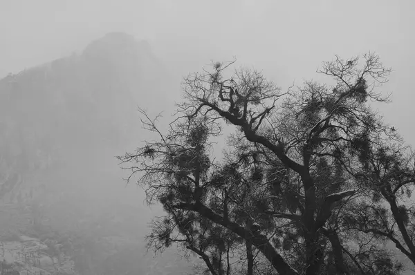 Árvore e montanha no nevoeiro — Fotografia de Stock