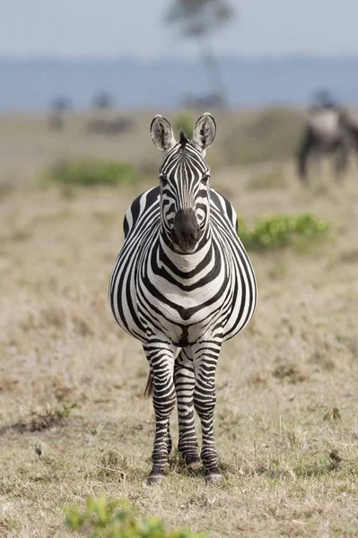 Zebra staande op geplaatst — Stockfoto