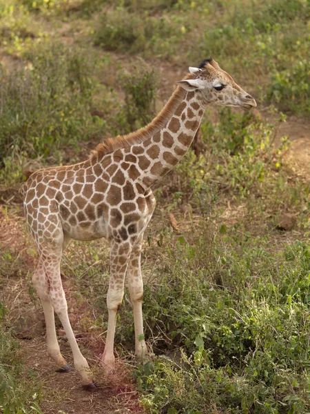 Giraffe standing on green grass — Stock Photo, Image