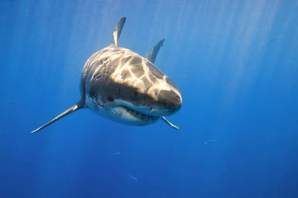 Gran tiburón blanco — Foto de Stock