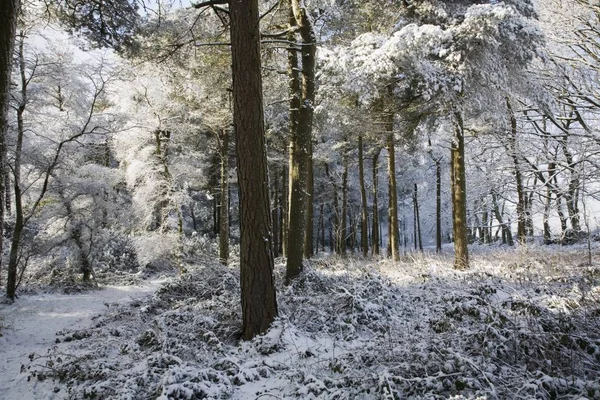 Jižní Yorkshire, Anglie — Stock fotografie