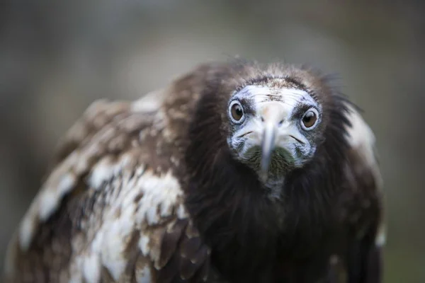 Egyptian Vulture  looking at camera — Stock Photo, Image