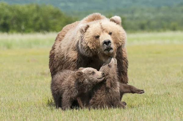 Niedźwiedź Grizzly i szczeniaki — Zdjęcie stockowe