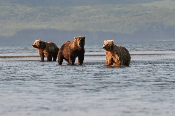 Tres osos pardos — Foto de Stock