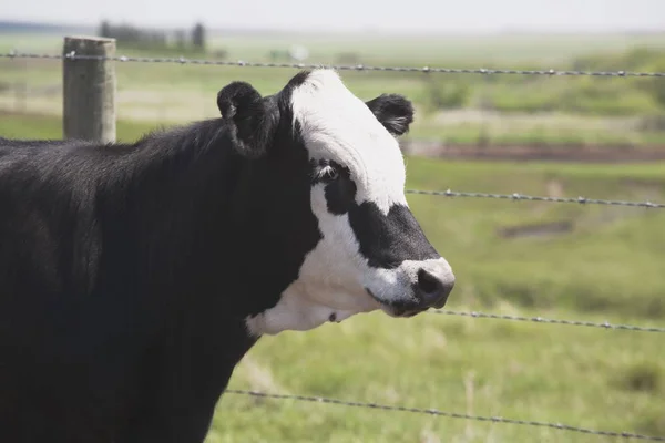 Коровы, стоящие у забора — стоковое фото