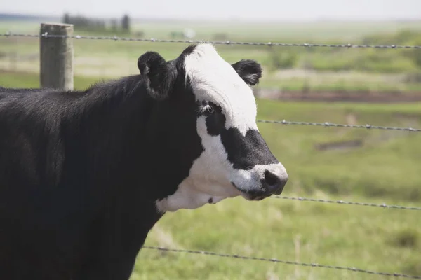 Vaca em pé ao lado da cerca — Fotografia de Stock