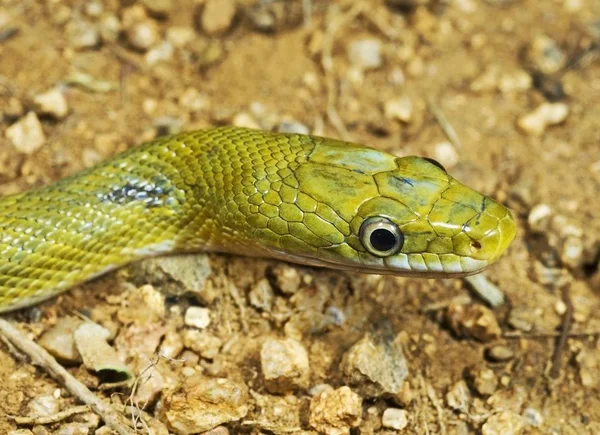 Cobra de rato verde — Fotografia de Stock