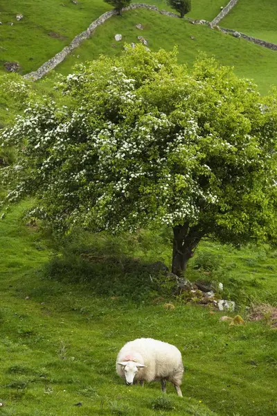 Sheep Grazing Under tree — Stock Photo, Image