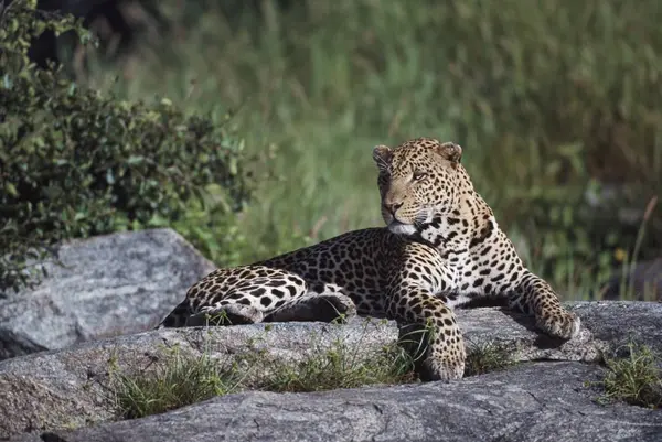 Leopard laying on stone — Stock Photo, Image