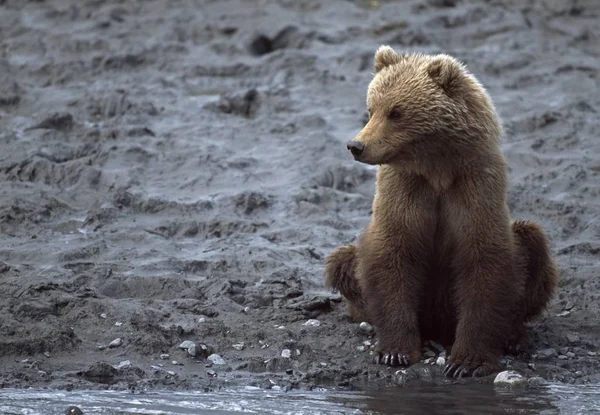 Jovem urso pardo do Alasca — Fotografia de Stock