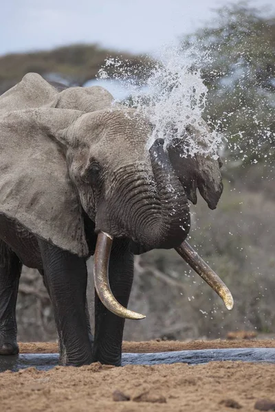 Éléphant debout sur le sable — Photo