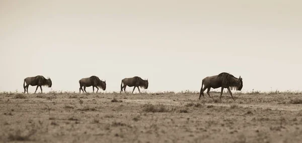 GNU, chodzenie w wierszu — Zdjęcie stockowe