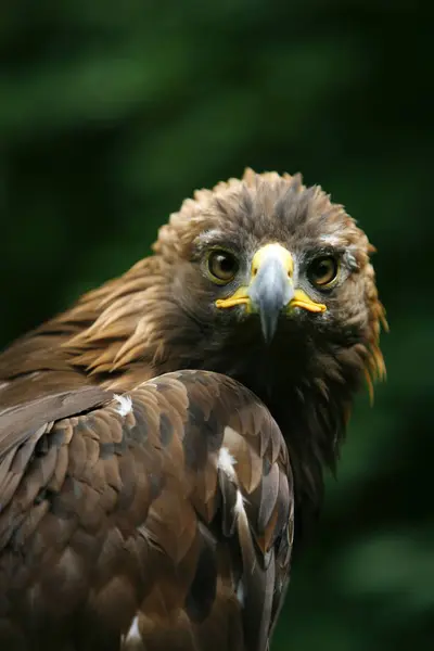 Golden Eagle twarz — Zdjęcie stockowe