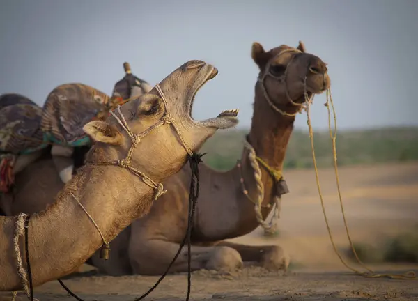 Oturan iki deve — Stok fotoğraf