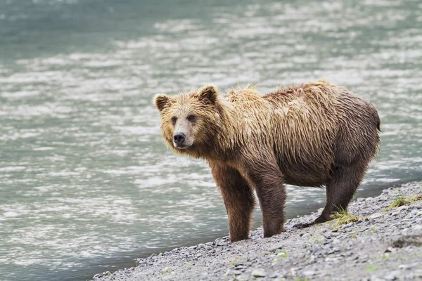 沿海的棕色的熊母猪 — 图库照片