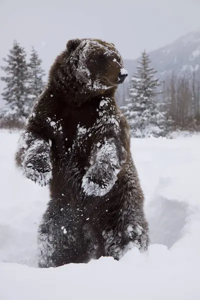 Zajetí Grizzly Stojí Zadních Nohách Zimě Aljašce Wildlife Conservation Center — Stock fotografie