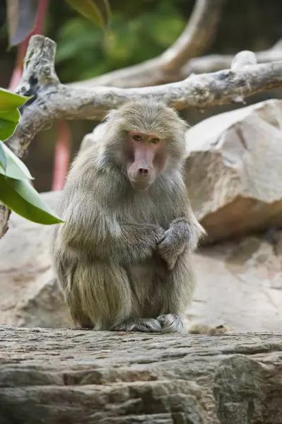 Monkey sitting on stone — Stock Photo, Image