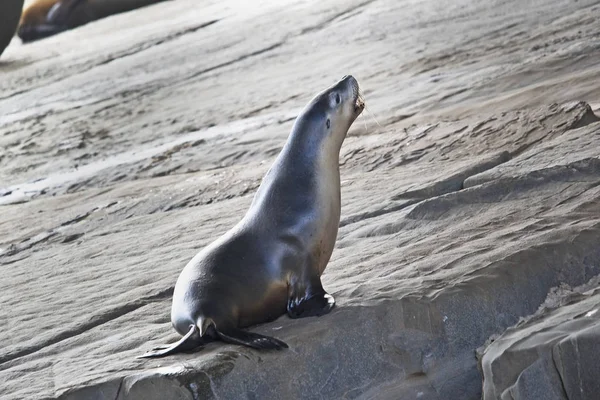 Seal sitting on rock — Stock Photo, Image