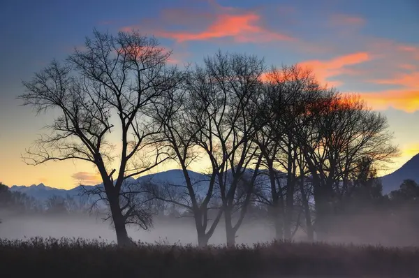 Туман над полем и деревьями — стоковое фото