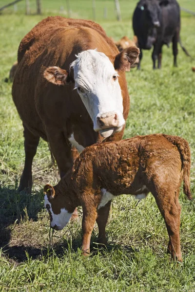Mãe vaca grooming é bezerro — Fotografia de Stock