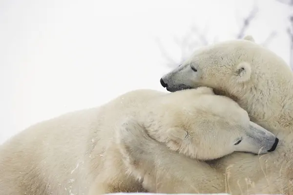 Polar bears fighting — Stock Photo, Image