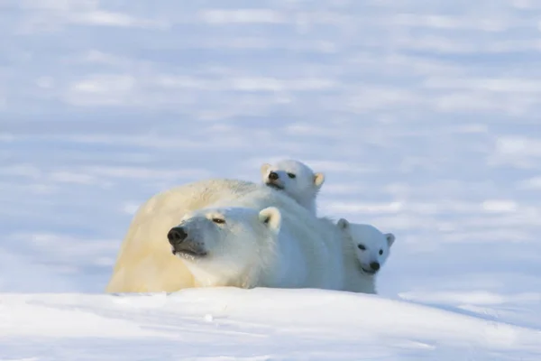 Polar Bear Cubs — Stock Photo, Image