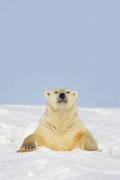 Kutup ayısı kafasını yapışmasını — Stok fotoğraf