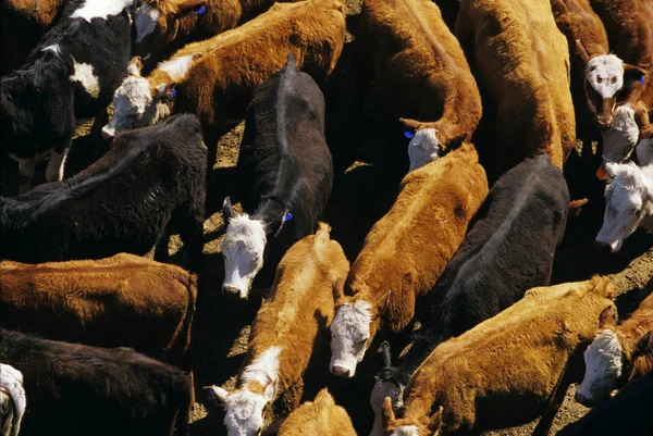 Sığır bir feedlot — Stok fotoğraf