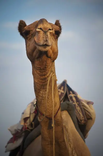Camello cargado de suministros — Foto de Stock