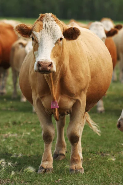 Crossbred beef cow — Stock Photo, Image