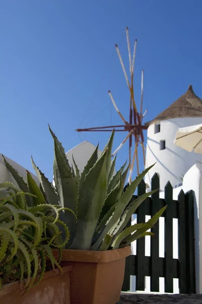 Plantes de cactus dans des pots et un bâtiment blanc — Photo