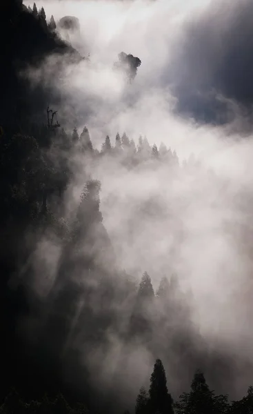 Träd på sluttningen täcks i molnet — Stockfoto