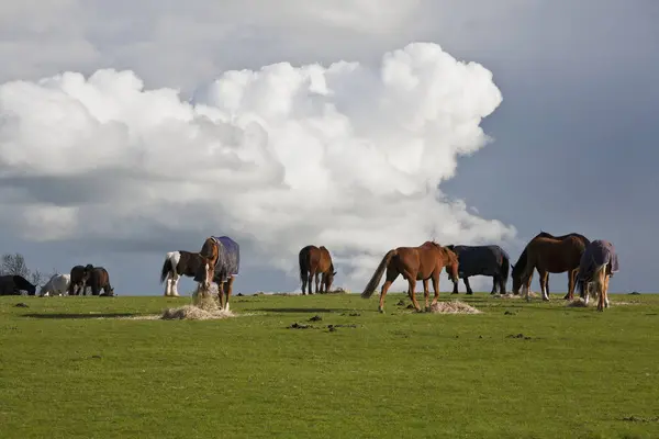 Chevaux broutant sur le foin dans le champ — Photo